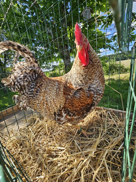 Bielefelder