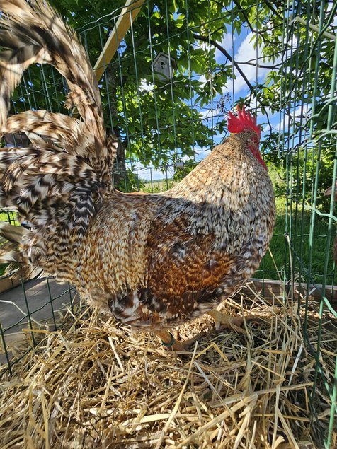 Bielefelder