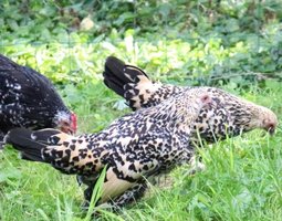 Oeufs Sabelpoot citronnée