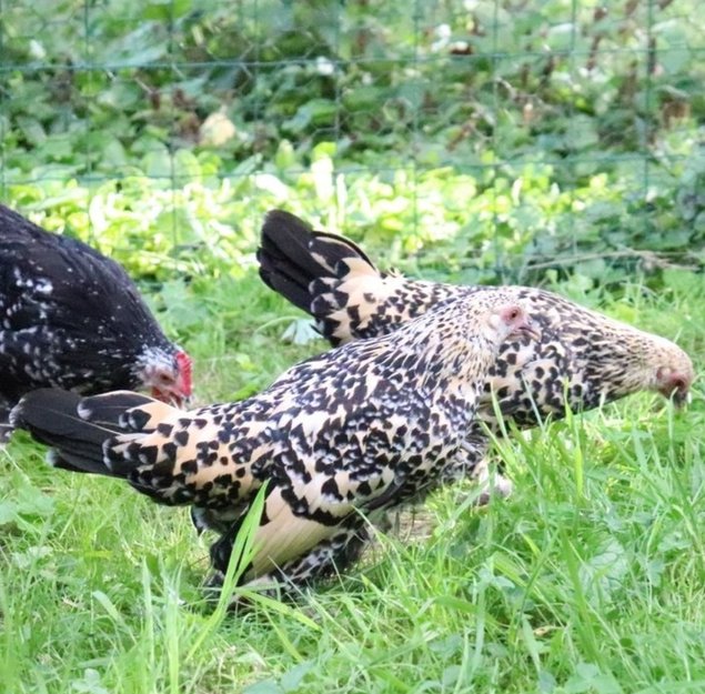 Oeufs Sabelpoot citronnée