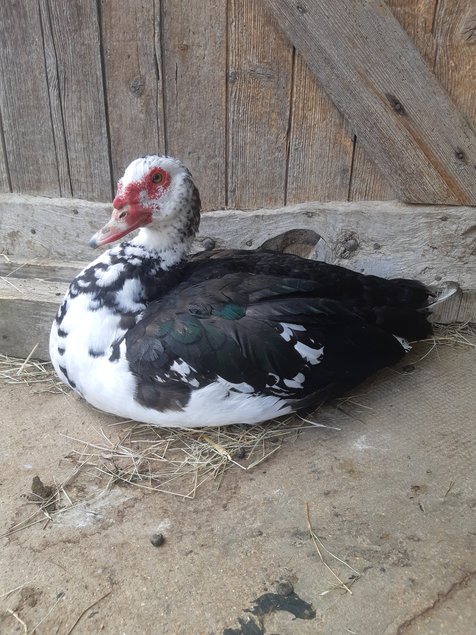 🦆 Canard Barbarie ( oeufs fécondés)