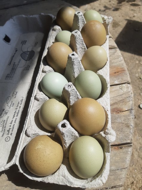 💚 Œufs de Couleur ( Poule Olivette)