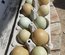 💚 Œufs de Couleur ( Poule Olivette)