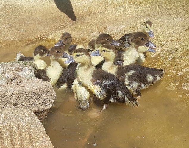 🦆 Canard Barbarie ( oeufs fécondés)