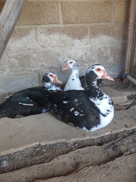 🦆 Canard Barbarie ( oeufs fécondés)