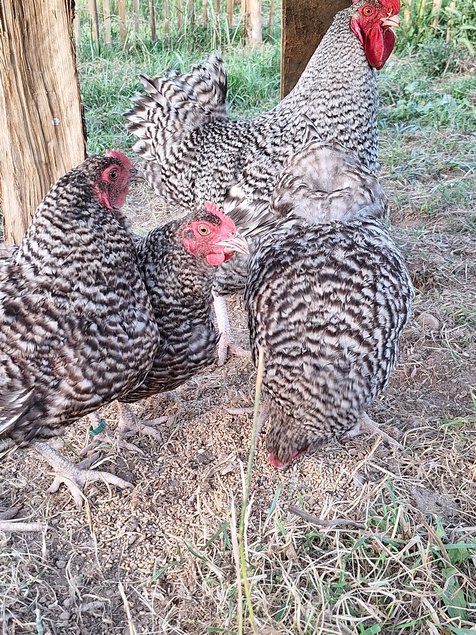 Oeufs à couver COUCOU de Rennes