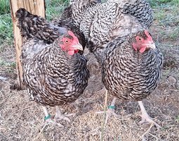 Oeufs à couver COUCOU de Rennes