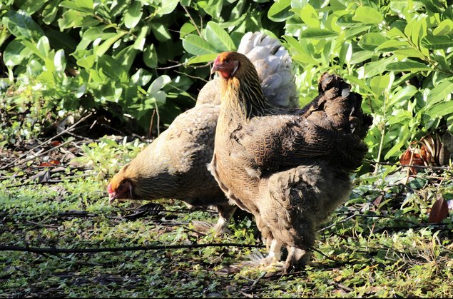 Brahma bleu