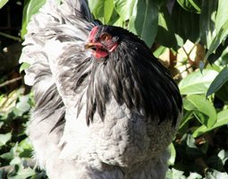 Brahma bleu