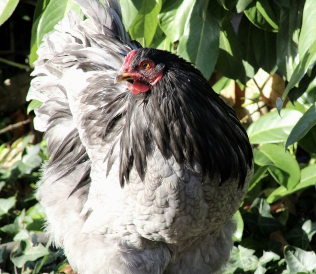 Brahma bleu