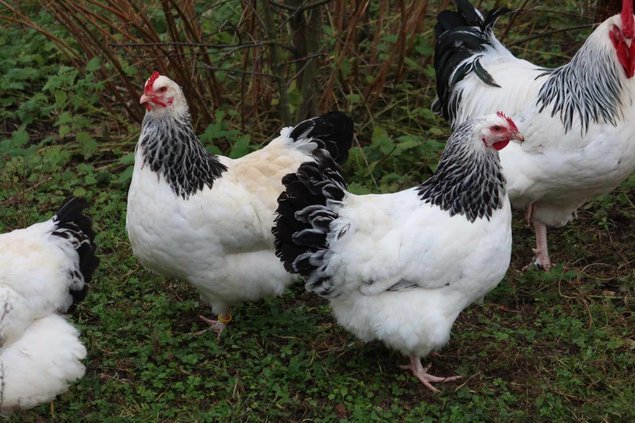 Sussex blanche herminée noire grande race Tata cocottes
