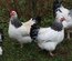 Sussex blanche herminée noire grande race Tata cocottes