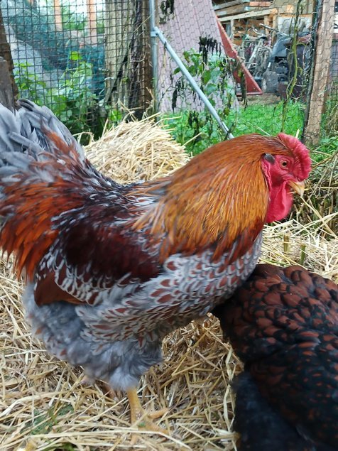 Wyandotte doré liséré bleu et noire grande race Tata cocottes