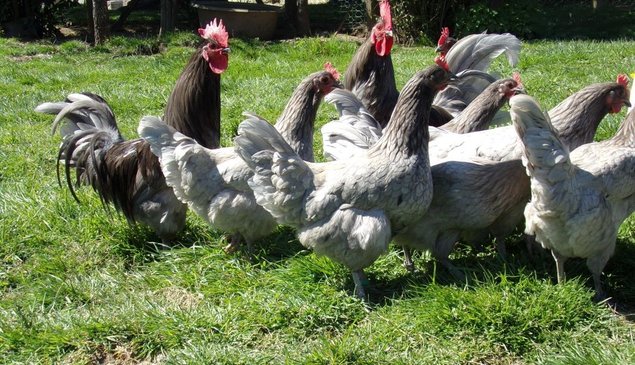 oeufs fécondés à faire couver de poules limousine et coqs de peche limousin (envoi rapide)