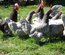 oeufs fécondés à faire couver de poules limousine et coqs de peche limousin (envoi rapide)