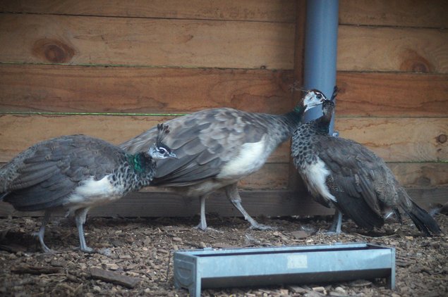 Oeufs Paon Bleu