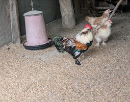 Oeuf FÉCONDE FAVEROLLE naine