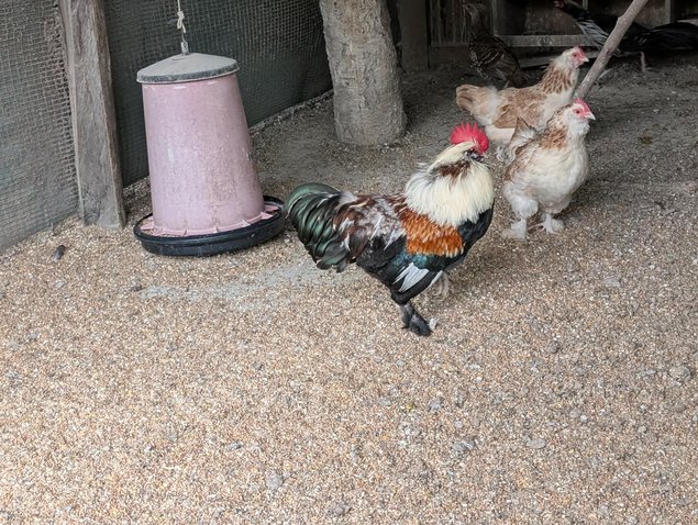 Oeuf FÉCONDE FAVEROLLE naine
