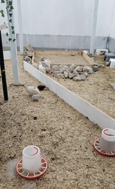 Oeuf fécondé à couver de caille du Japon grosse souche / Jumbo