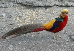 OEUF DE FAISAN DORE