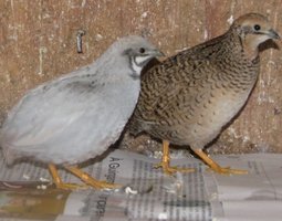 OEUF CAILLE DE CHINE