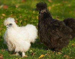 OEUF DE POULE SOIE