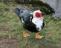 OEUF DE CANARD DINDE