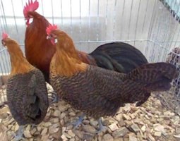 Oeuf FÉCONDE BRAKEL naine Dorée