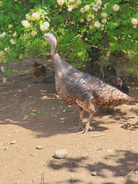 Oeufs de dinde Bronzé d'Amerique à couver