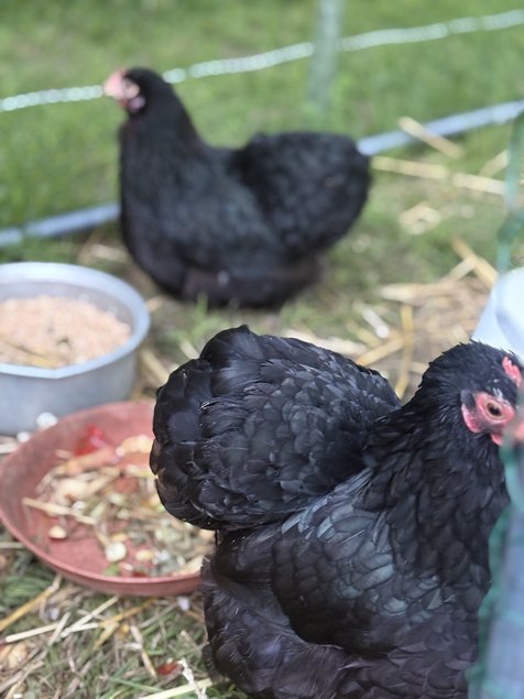 Oeufs fécondés bantam pékin noir PROMOTION pour 10 oeufs à 12 euros