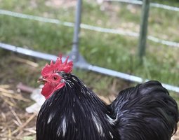 Oeufs fécondés bantam pékin noir PROMOTION pour 10 oeufs à 12 euros