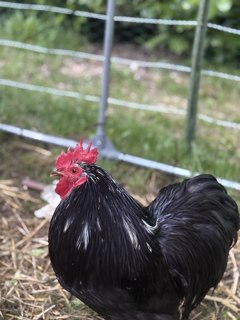 Oeufs fécondés bantam pékin noir PROMOTION pour 10 oeufs à 12 euros