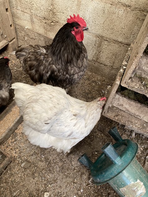 Œufs  de poules orpington gris bleuté