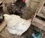 Œufs  de poules orpington gris bleuté