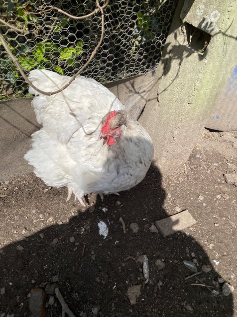 Œufs  de poules orpington gris bleuté