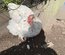 Œufs  de poules orpington gris bleuté