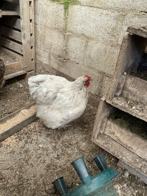 Œufs  de poules orpington gris bleuté