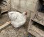 Œufs  de poules orpington gris bleuté
