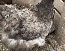 Œufs  de poules orpington gris bleuté