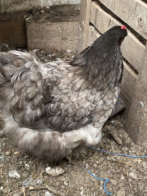 Œufs  de poules orpington gris bleuté