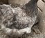 Œufs  de poules orpington gris bleuté