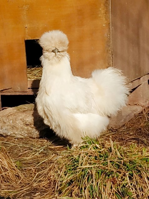 (LVDC) Mélange Couleurs Poule de Soie (5+1 gratuit)