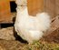 (LVDC) Mélange Couleurs Poule de Soie (5+1 gratuit)