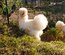 (LVDC) Mélange Couleurs Poule de Soie (5+1 gratuit)
