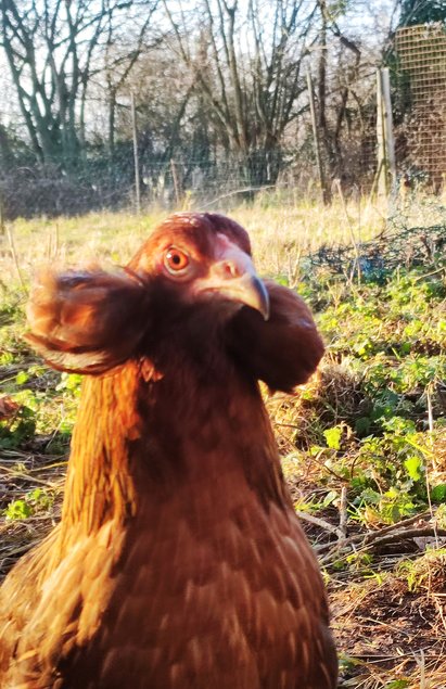 (LVDC) Araucana Saumonée doré