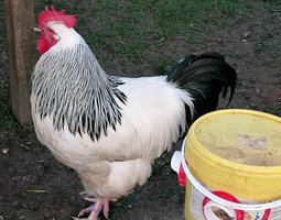 oeufs fécondé sussex blanche herminé noire