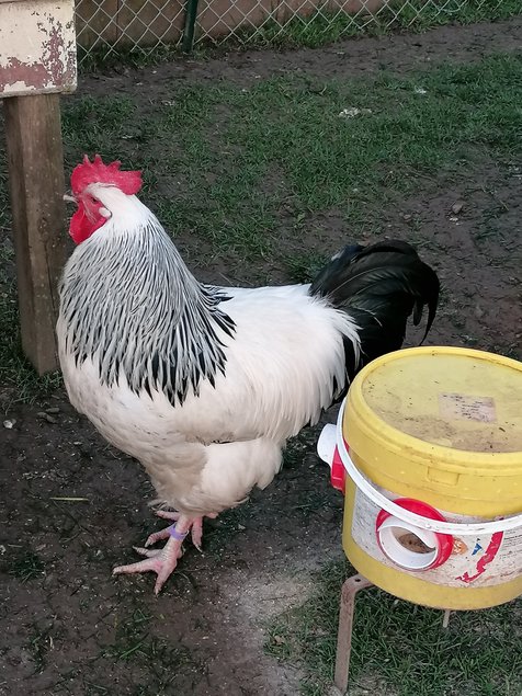 oeufs fécondé sussex blanche herminé noire