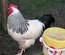 oeufs fécondé sussex blanche herminé noire