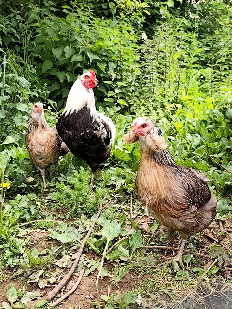 (LVDC) Araucana Saumonée Argenté