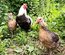 (LVDC) Araucana Saumonée Argenté